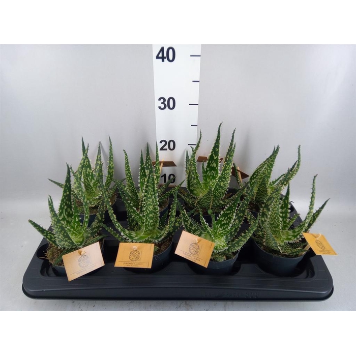 <h4>Aloe aculeata</h4>