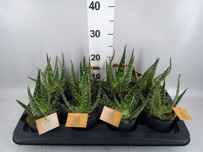 <h4>Aloe aculeata</h4>