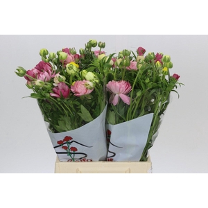 Ranunculus Butterfly Rainbow