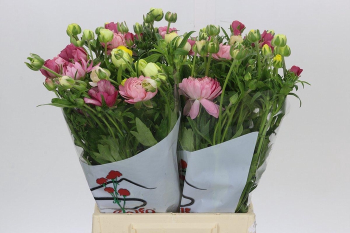 <h4>Ranunculus Butterfly Rainbow</h4>