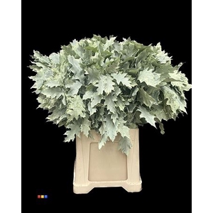 Eikeblad Frosted Mint 60cm