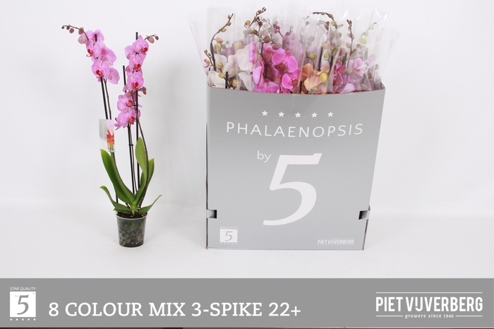 <h4>PHAL GEM 8 KL</h4>