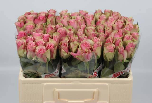 <h4>R GR BELLE ROSE</h4>