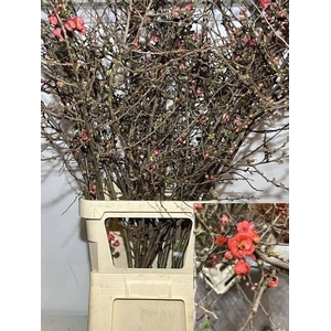 CHAENOMELES SUPERBA 1.35m