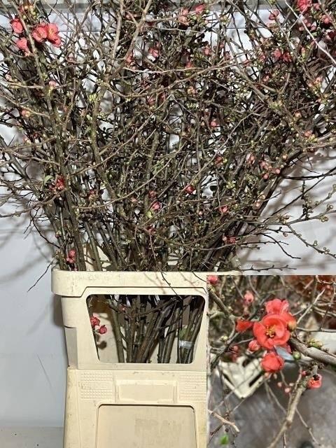 <h4>CHAENOMELES SUPERBA 1.35m</h4>
