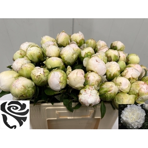PAEO L PUFFED COTTON