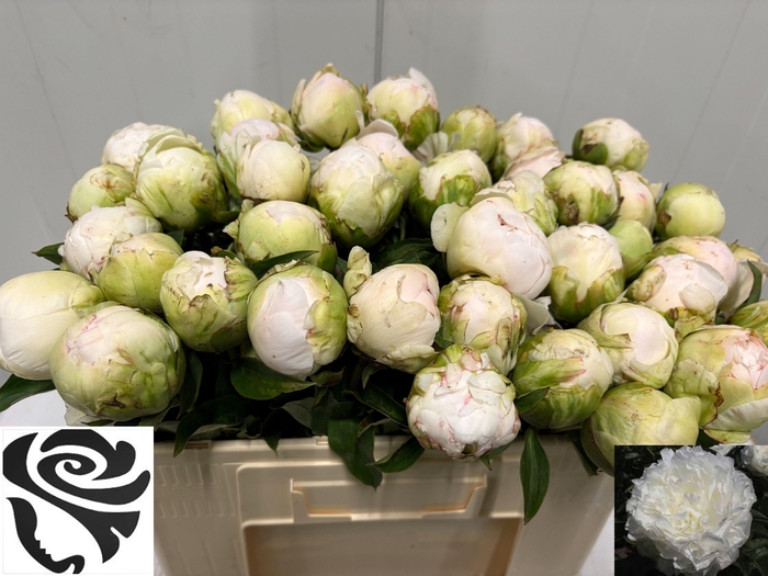 <h4>PAEO L PUFFED COTTON</h4>
