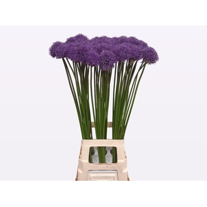 ALLIUM GLADIATOR
