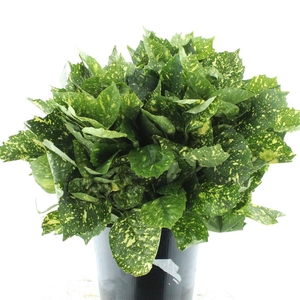 Aucuba Japonica Bs