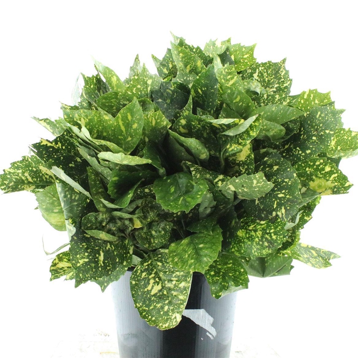 Aucuba Japonica Bs