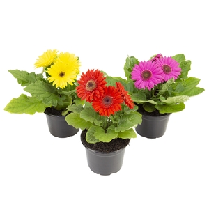 GERBERA MIDI P12