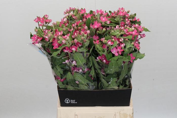 <h4>Oxypetalum Bridal Diana</h4>