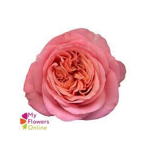 R Gr Pink Xpression Pink 50cm EC