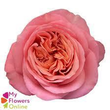 <h4>R Gr Pink Xpression Pink 50cm EC</h4>