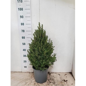 PICEA GL CONICA