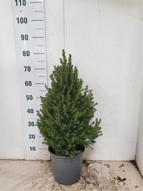 <h4>PICEA GL CONICA</h4>