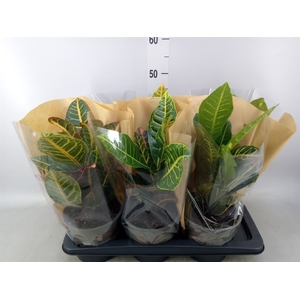 Codiaeum var. GR 'Petra'