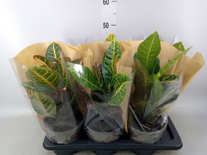 <h4>Codiaeum var. GR 'Petra'</h4>
