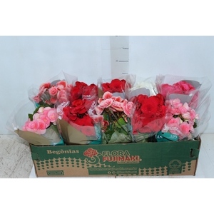 BEGONIA P11