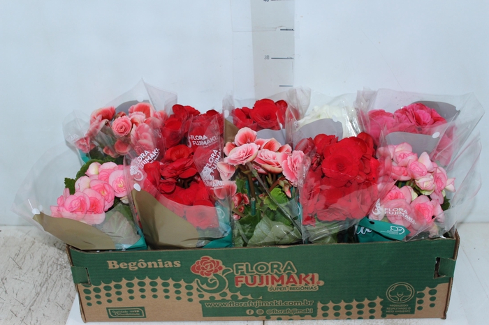BEGONIA P11