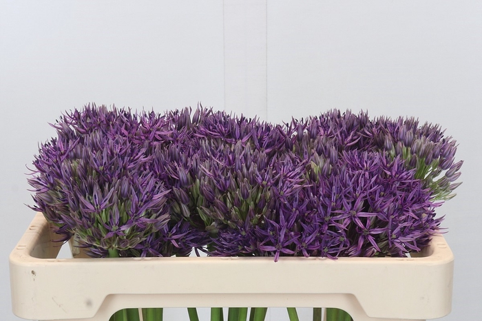 Allium Jackpot