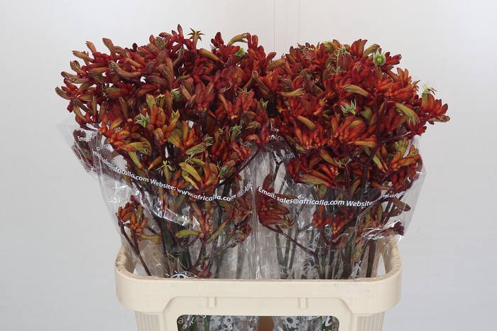 <h4>Kangaroo Paw Early Spring Indoor</h4>