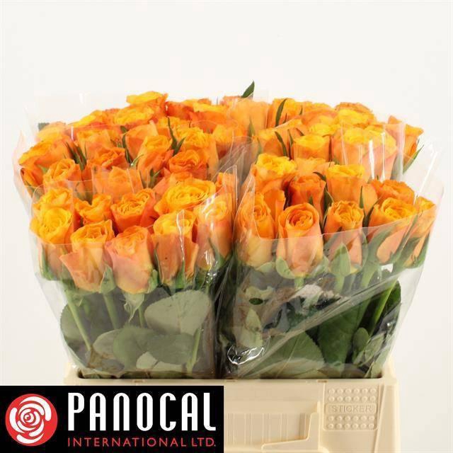 <h4>R GR CONFIDENTIAL</h4>