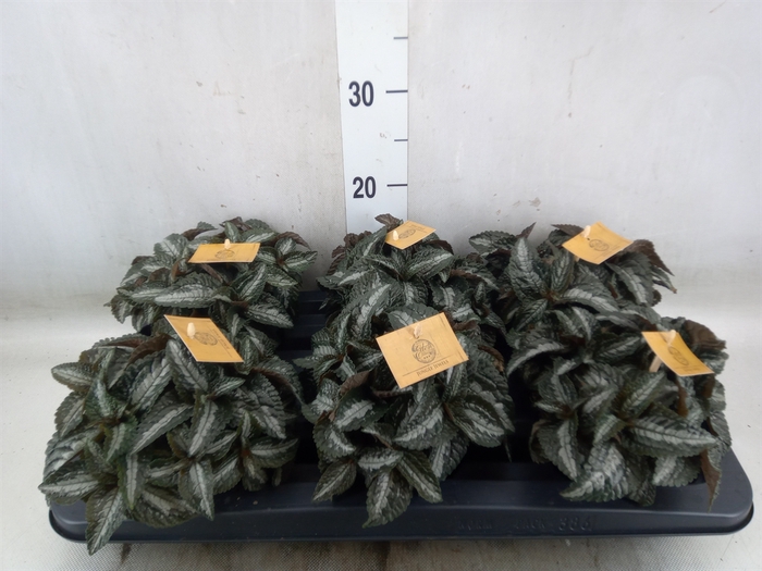 <h4>Pilea spriceana 'Silver Tree'</h4>