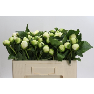 Paeonia Bridal Shower