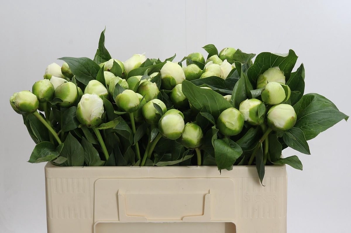 Paeonia Lact. Bridal  Shower