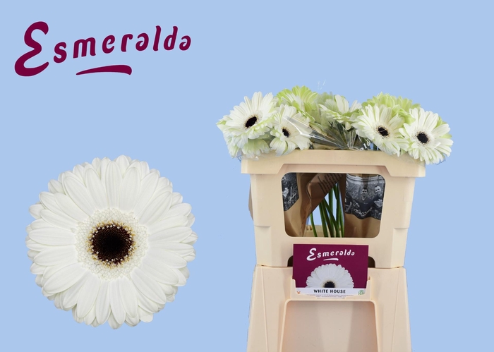 <h4>GE GR WHITE HOUSE</h4>