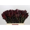 Leucadendron Saf Sunset Dark R.