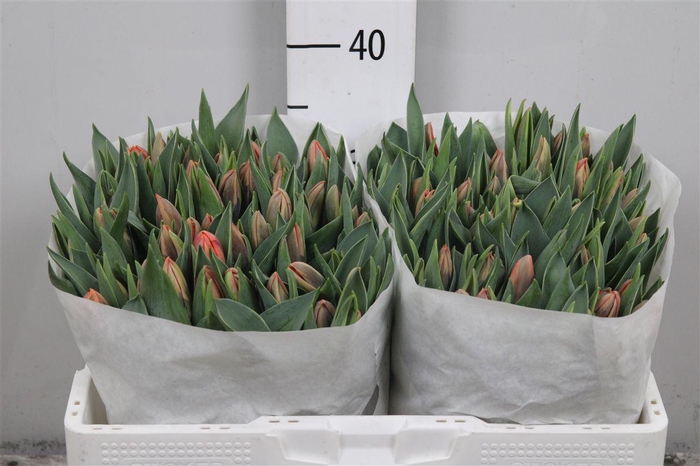 <h4>Tu En Pink Irene</h4>