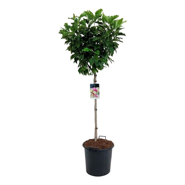 <h4>Magnolia 'Susan'</h4>