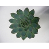 Echeveria Pink Edge Cutflower Wincx-14cm