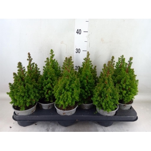 Chamaecyparis thyo. 'Spitsbergen'