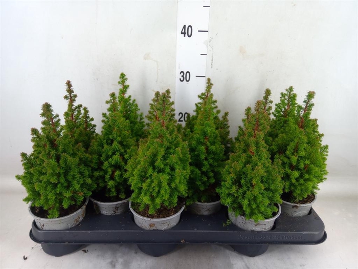 <h4>Chamaecyparis thyo. 'Spitsbergen'</h4>