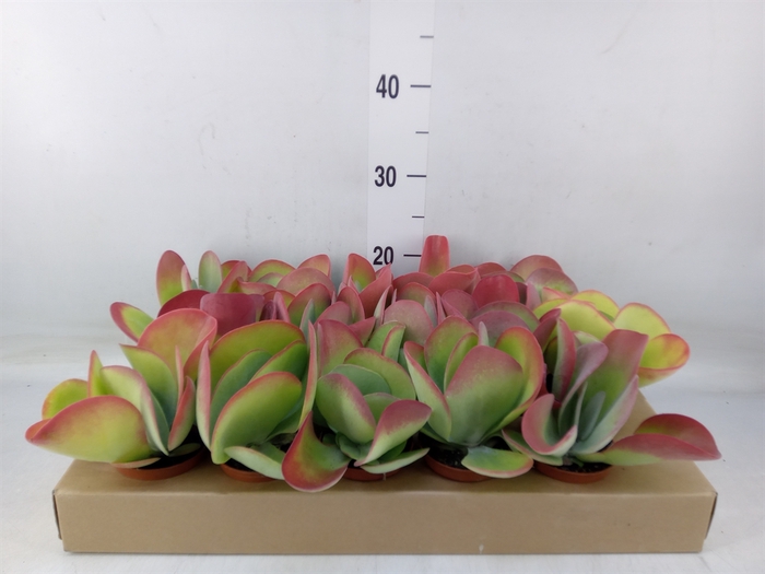 <h4>Kalanchoe NF thyrsiflora</h4>