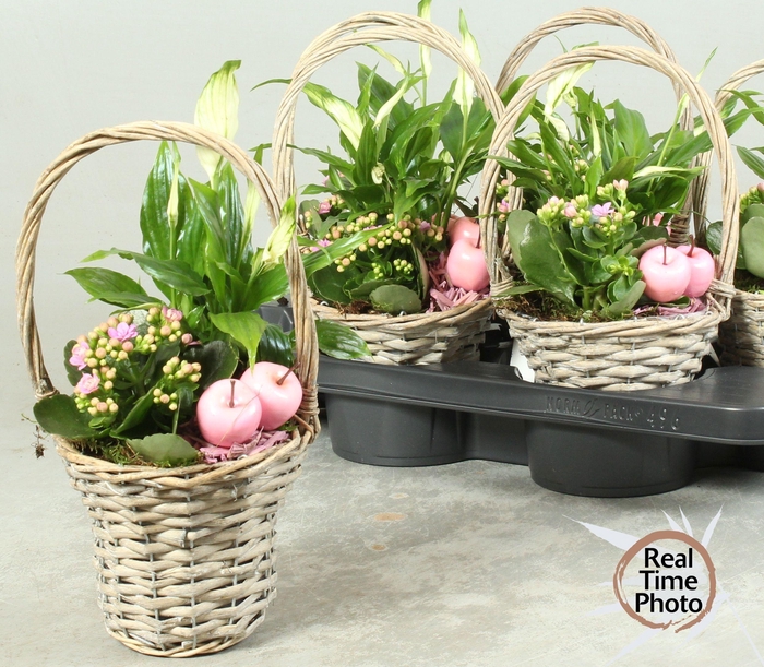 <h4>ARR KAMERPL</h4>