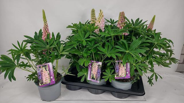 <h4>LUPI P LUPI PINK SH</h4>