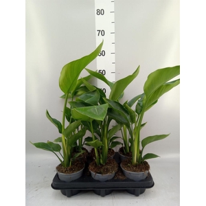 Strelitzia nicolai