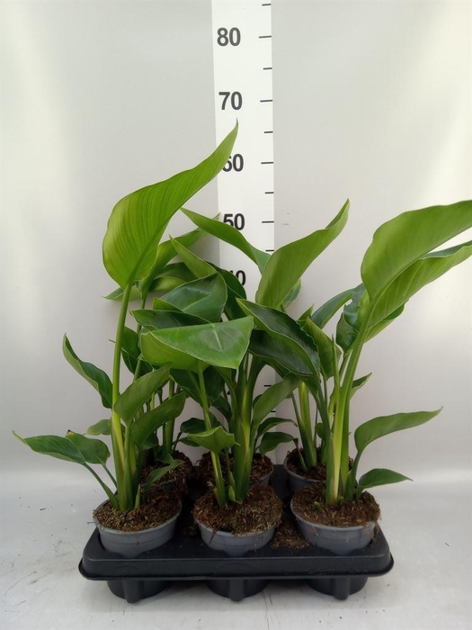 <h4>Strelitzia nicolai</h4>
