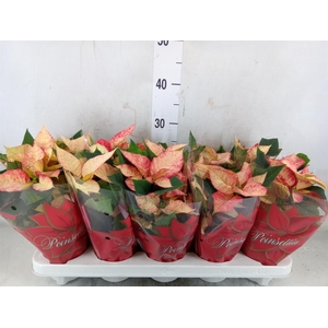 Euphorbia pulc. 'Ice Princess'