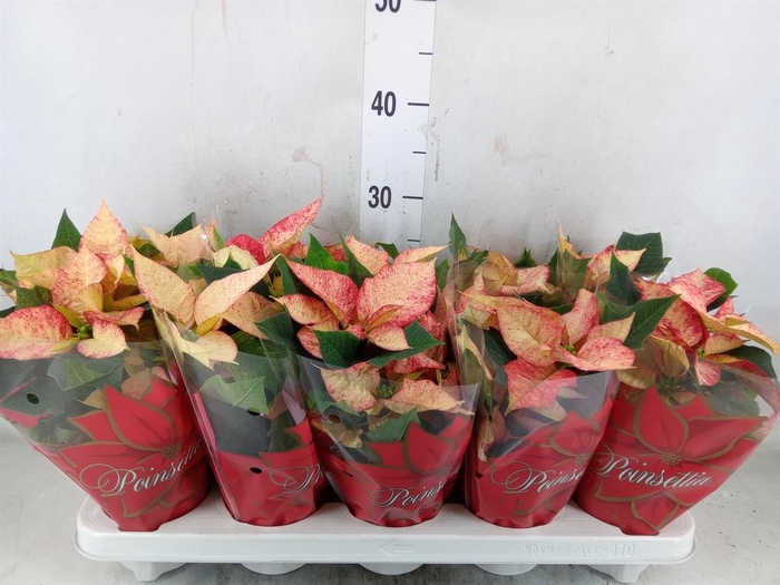 <h4>Euphorbia pulc. 'Ice Princess'</h4>