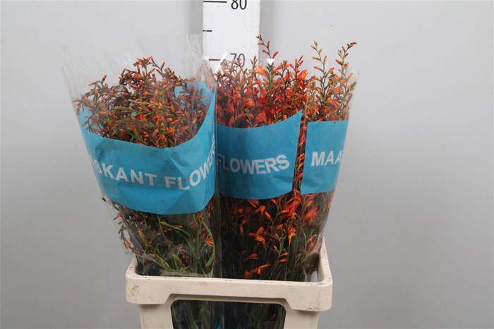 <h4>Crocos Orange</h4>