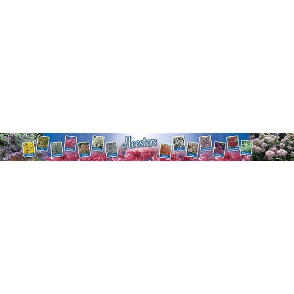 <h4>Banner Heester</h4>