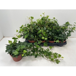 Hedera helix Wonder 13Ø 40cm