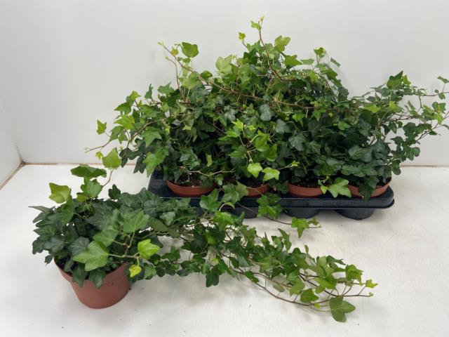 Hedera helix Wonder 13Ø 40cm