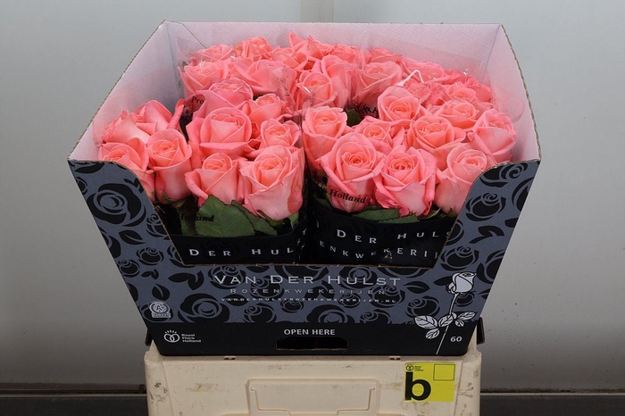 <h4>Rosa GR 'Liesbeth'</h4>