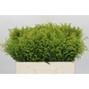 Solidago Tara Gold Buiten